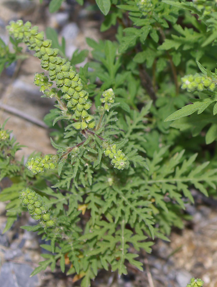 Ambrosia artemisiifolia / Ambrosia con foglie di Artemisia
